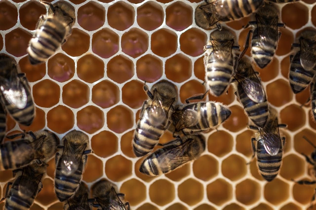 Beehive