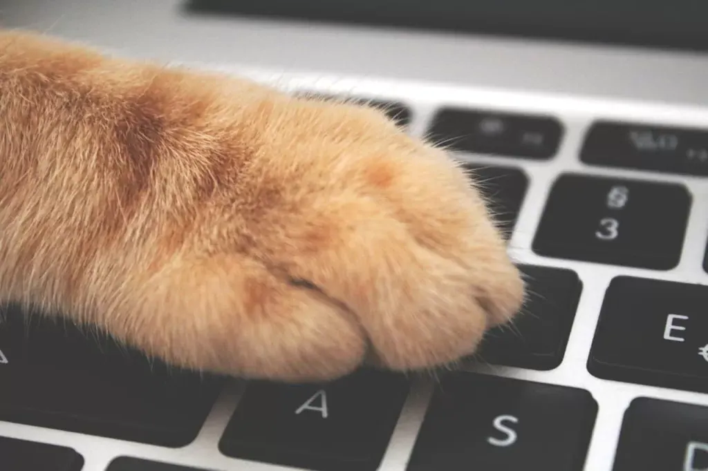Cat Typing
