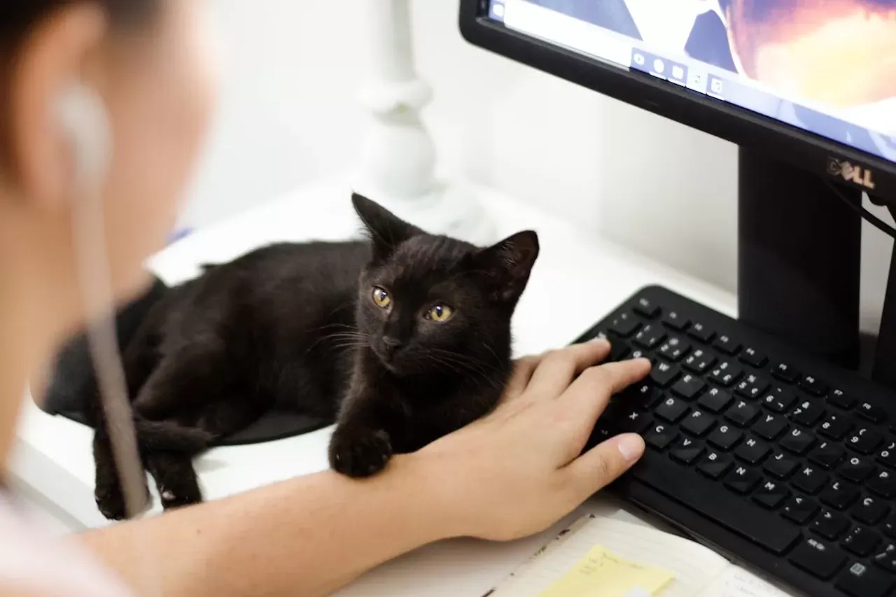 Home office cat